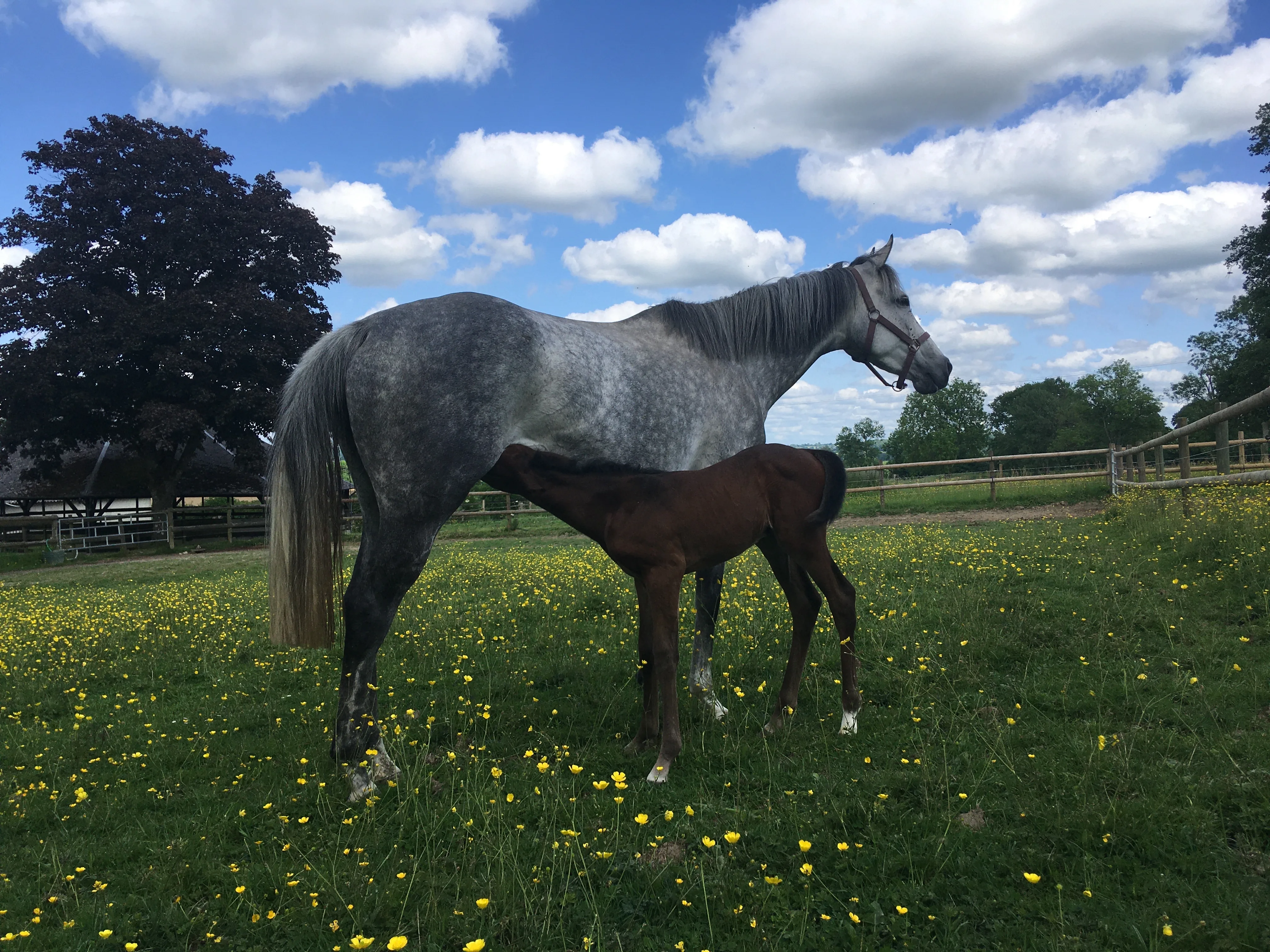 The Grey Filly