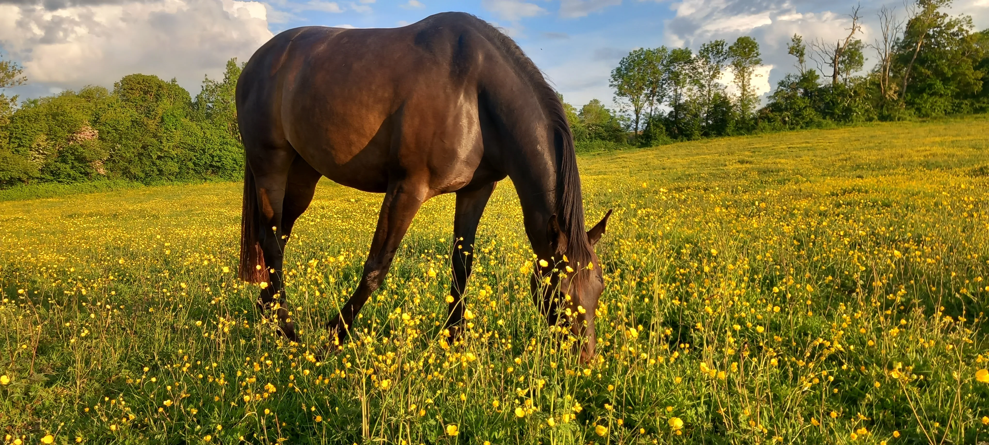 Prairies du Merlerault