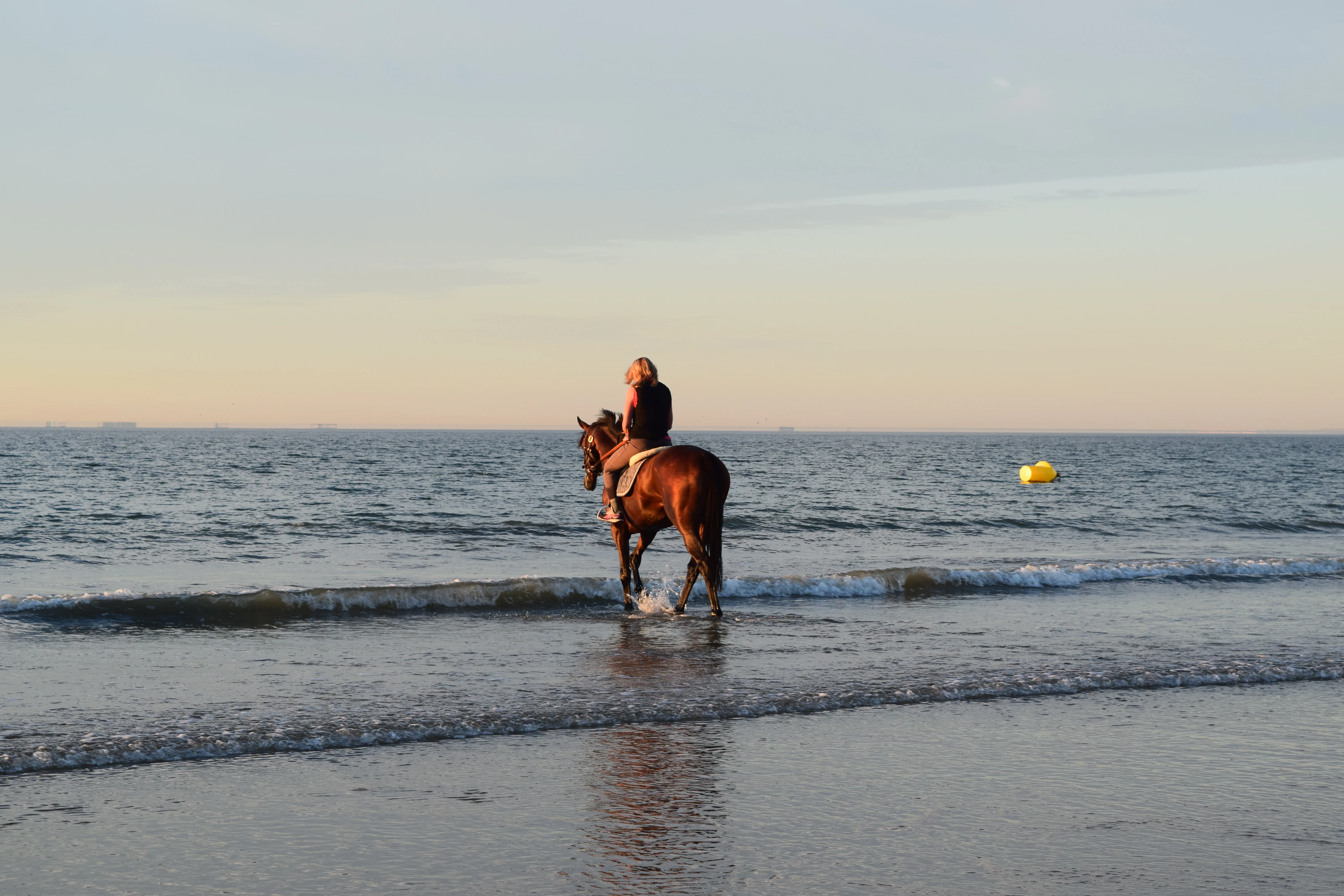 Une vie de cheval