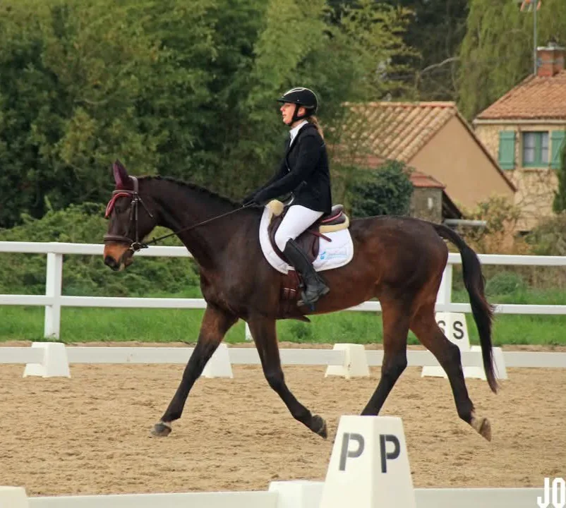 Concours de dressage pour MANGO
